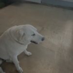 Down on the Farm – Volume 1, Issue 3