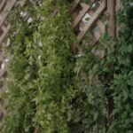 Vertical Gardening: Time to Grow UP!