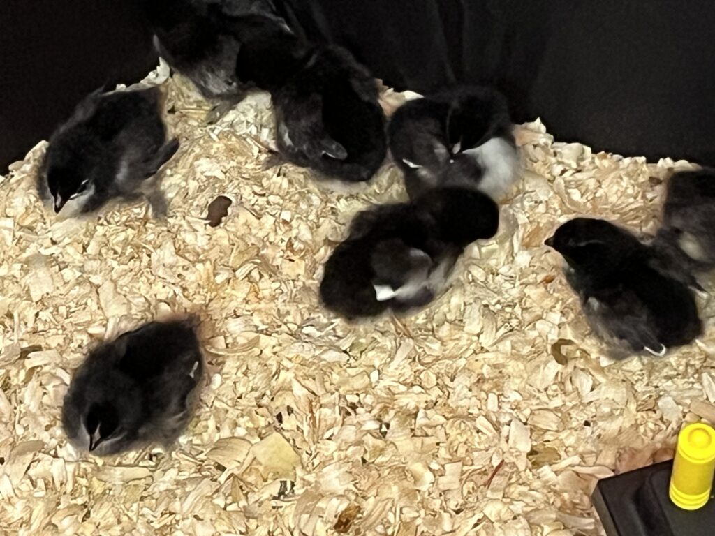 Chicks with zoomies