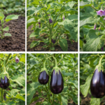 How to Grow Eggplant