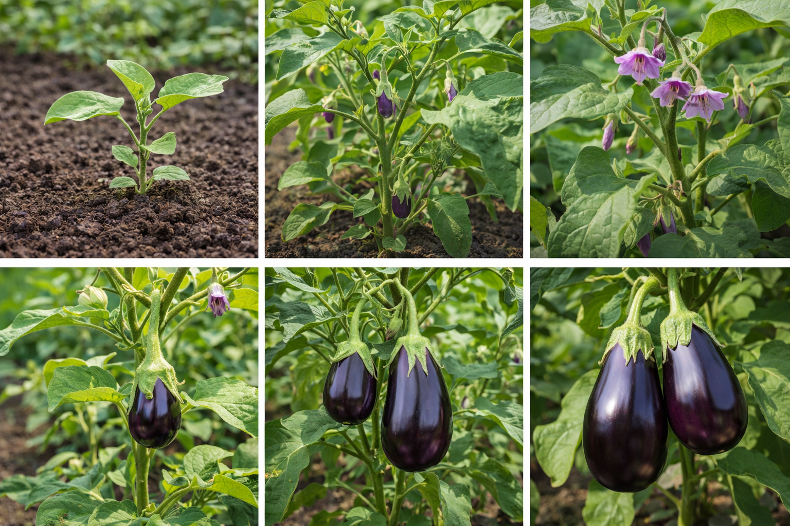 How to Grow Eggplant