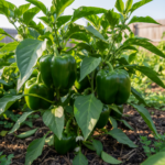 How to Grow Peppers