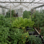 Greenhouse Gardening