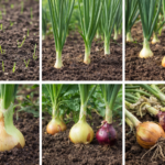 How to Grow Onions