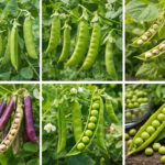 How to Grow Peas