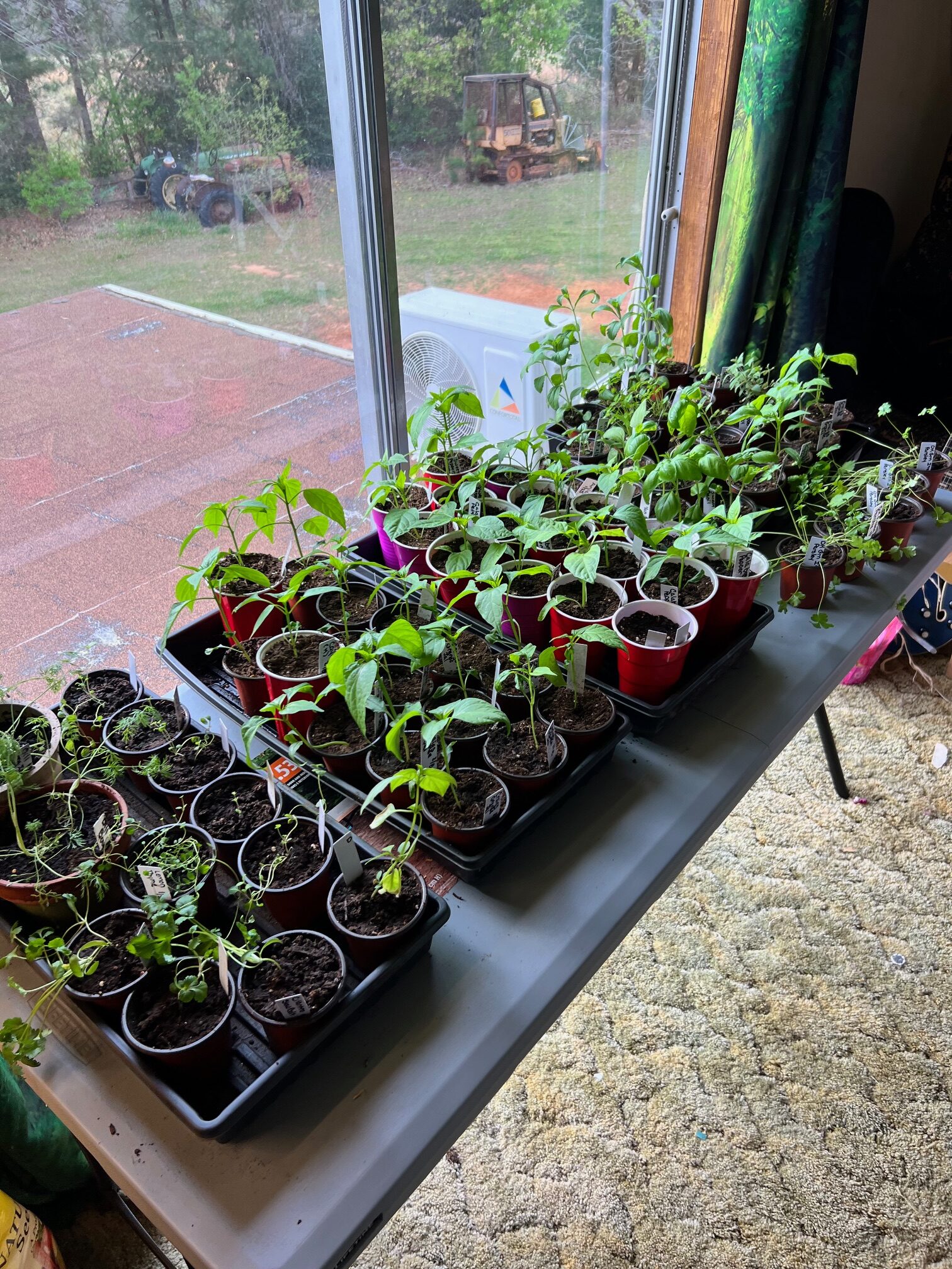 Our seedlings on one of the tables by the sliding door. 