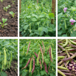 How to Grow Southern Peas