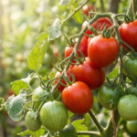 How to Grow Tomatoes