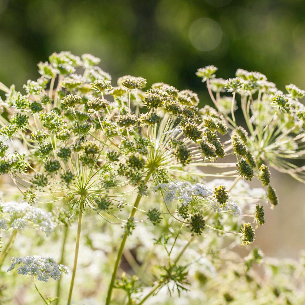 How to Grow Anise