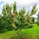 How to Grow Apple Trees