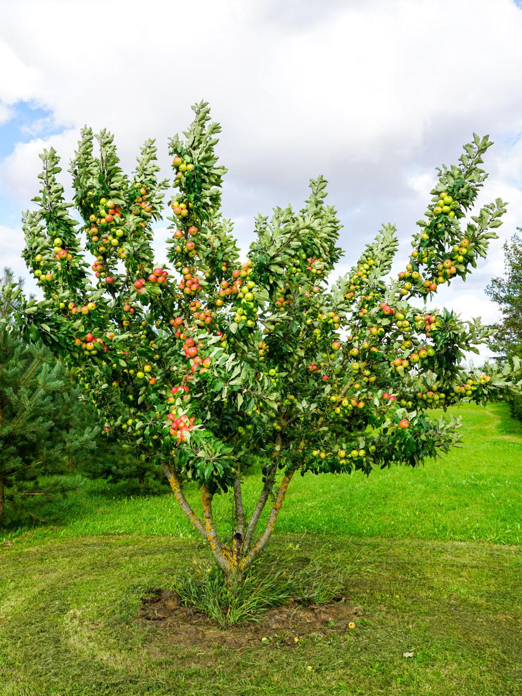 How to Grow Apple Trees
