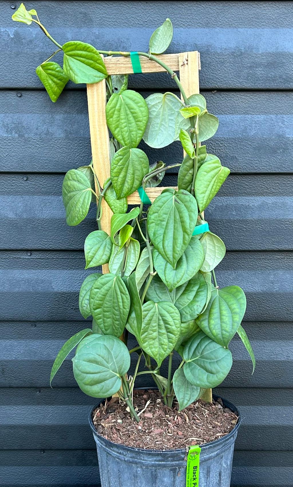 How to Grow Blackpepper