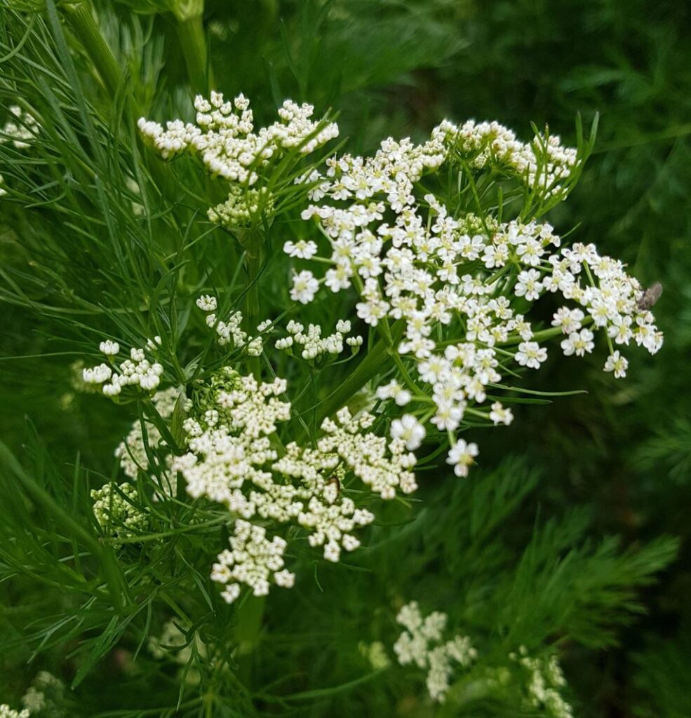 How to Grow Caraway