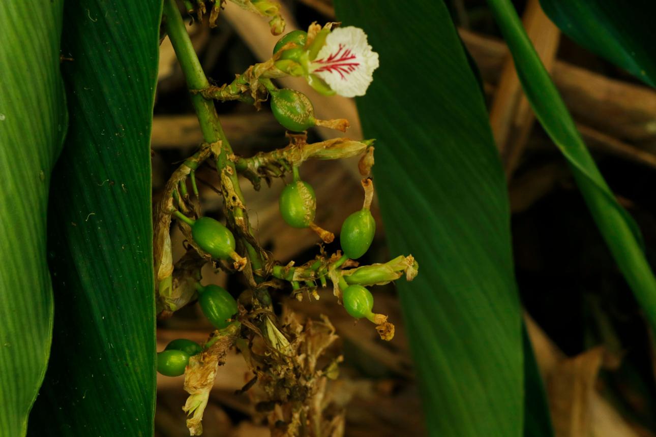 Cardamom