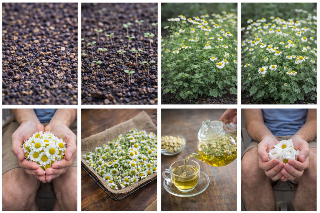 Beautiful Chamomile