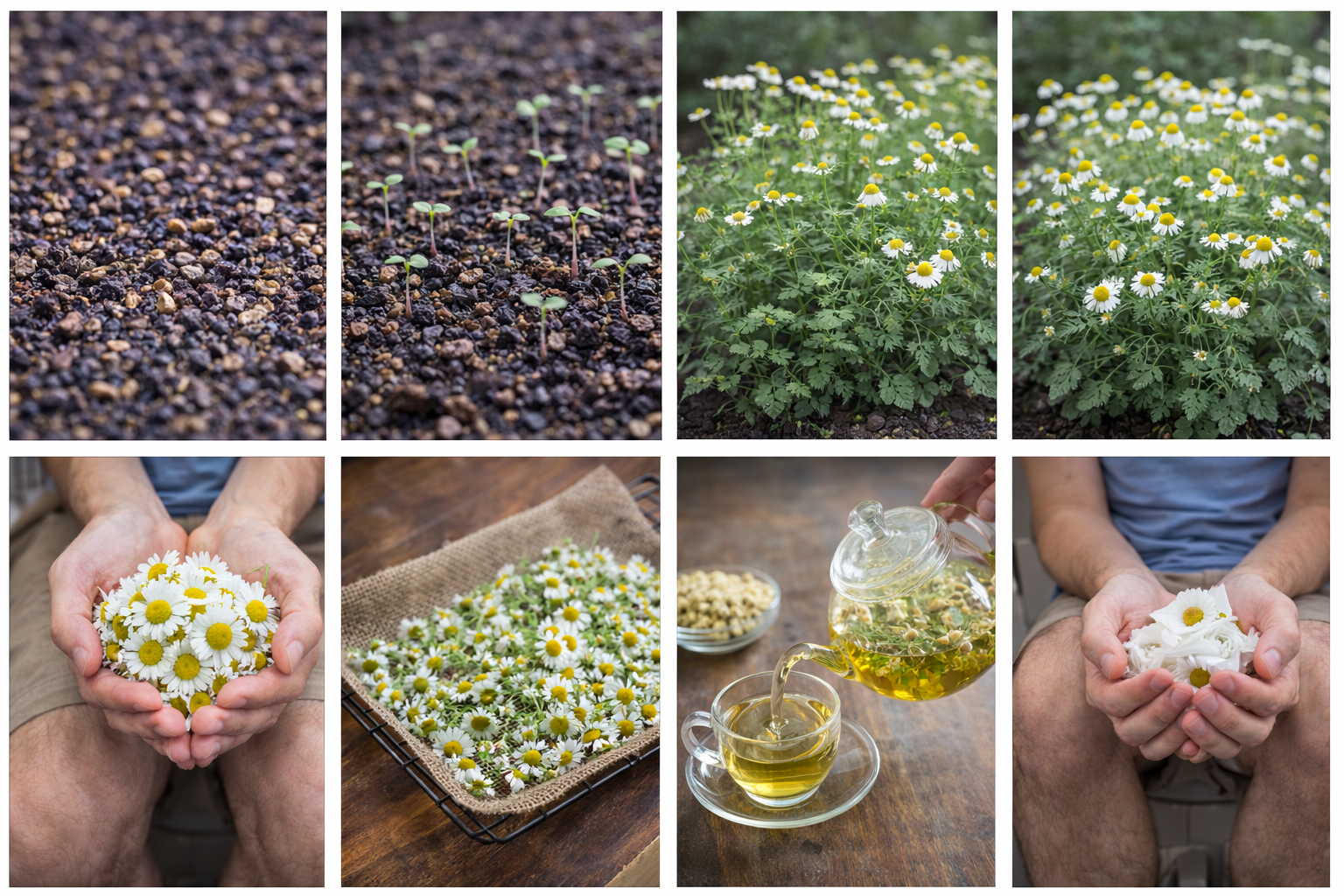 How to Grow Chamomile