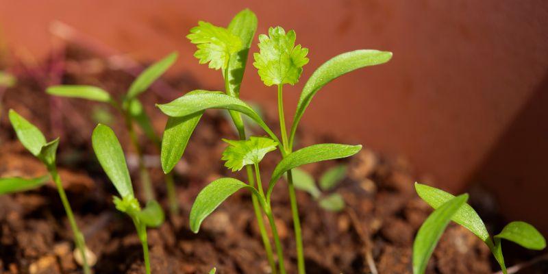 How to Grow Coriander