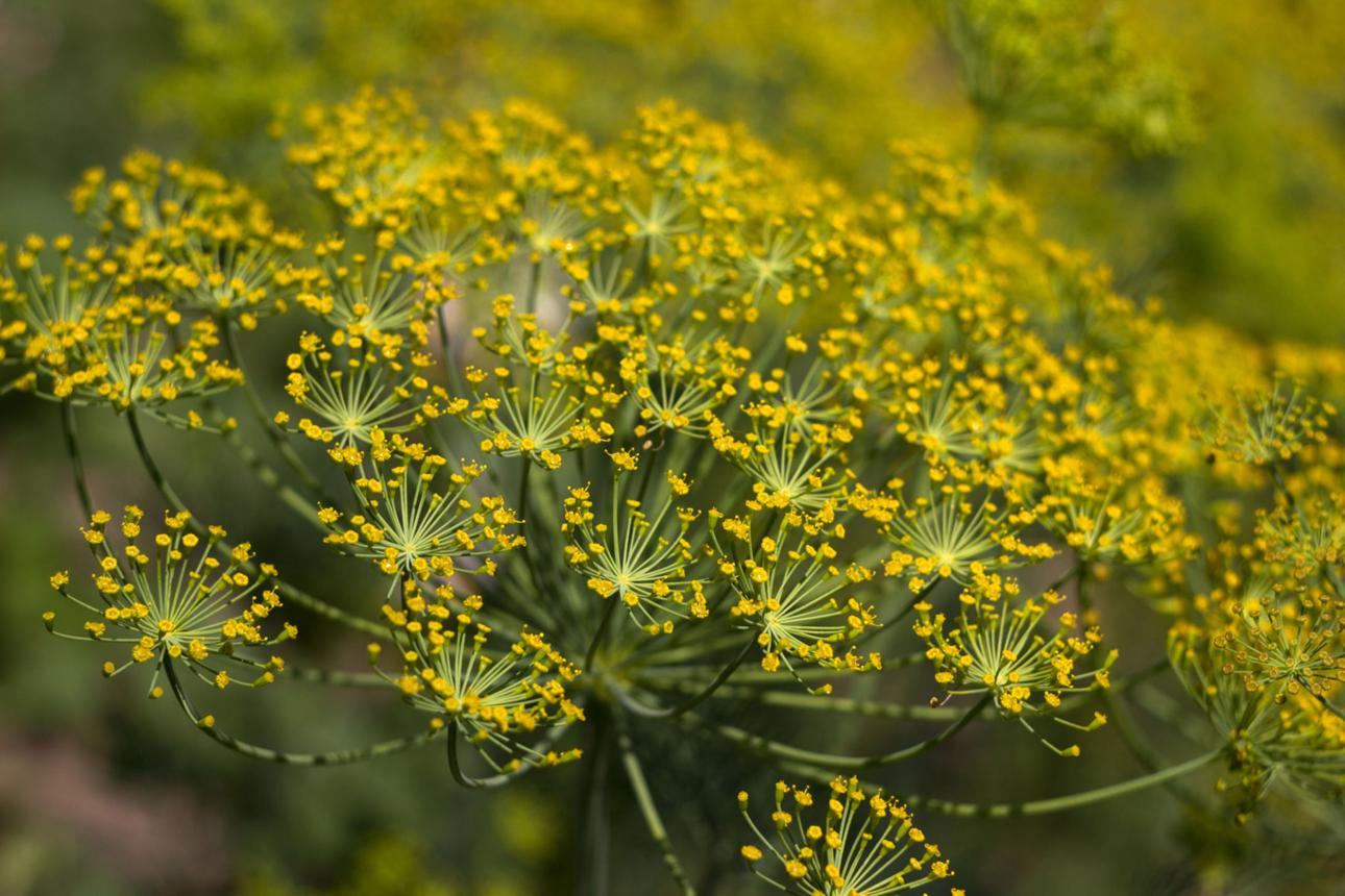 Dill Seed