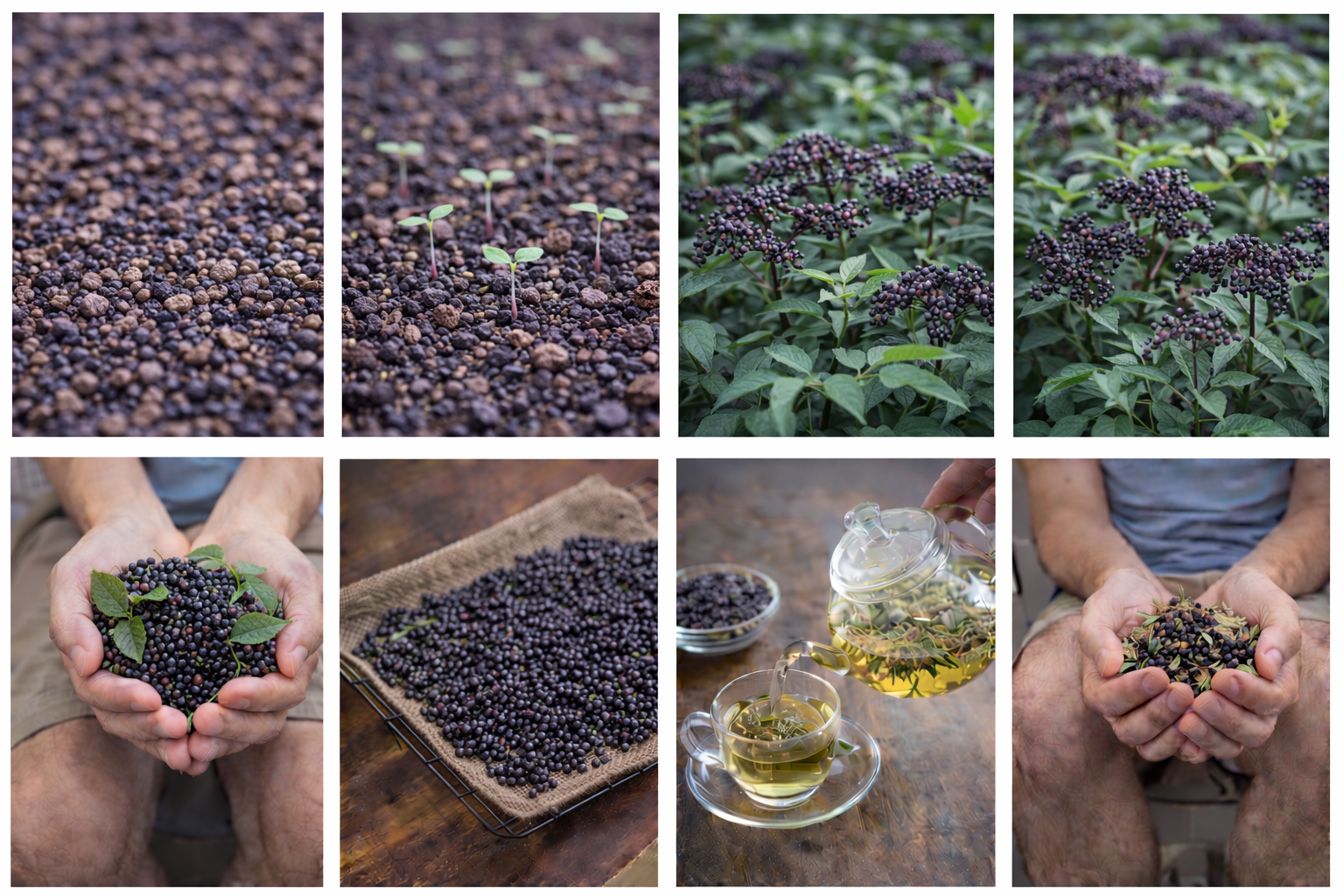 How to Grow Elderberry