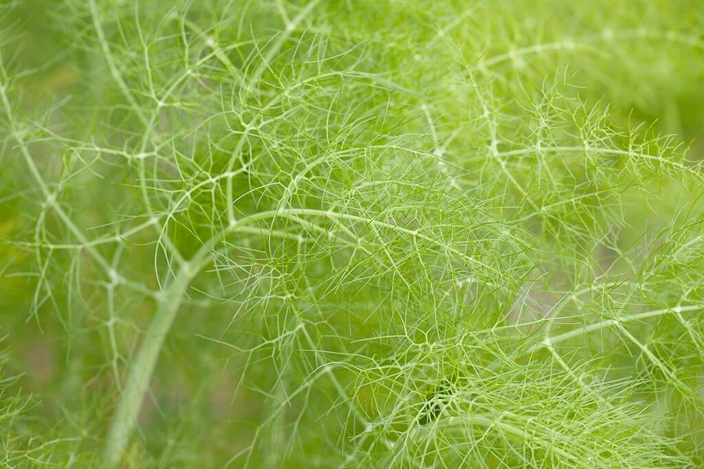 How to Grow Fennel
