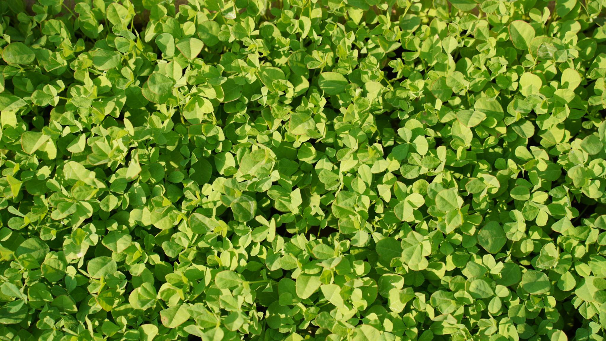 How to Grow Fenugreek