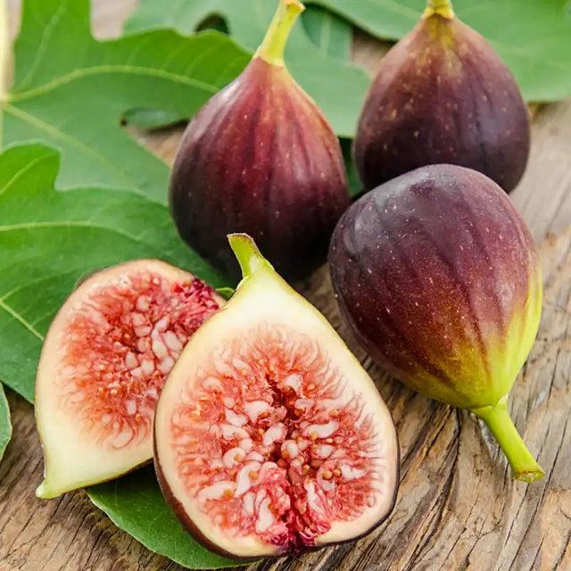 How to Grow Fig Trees