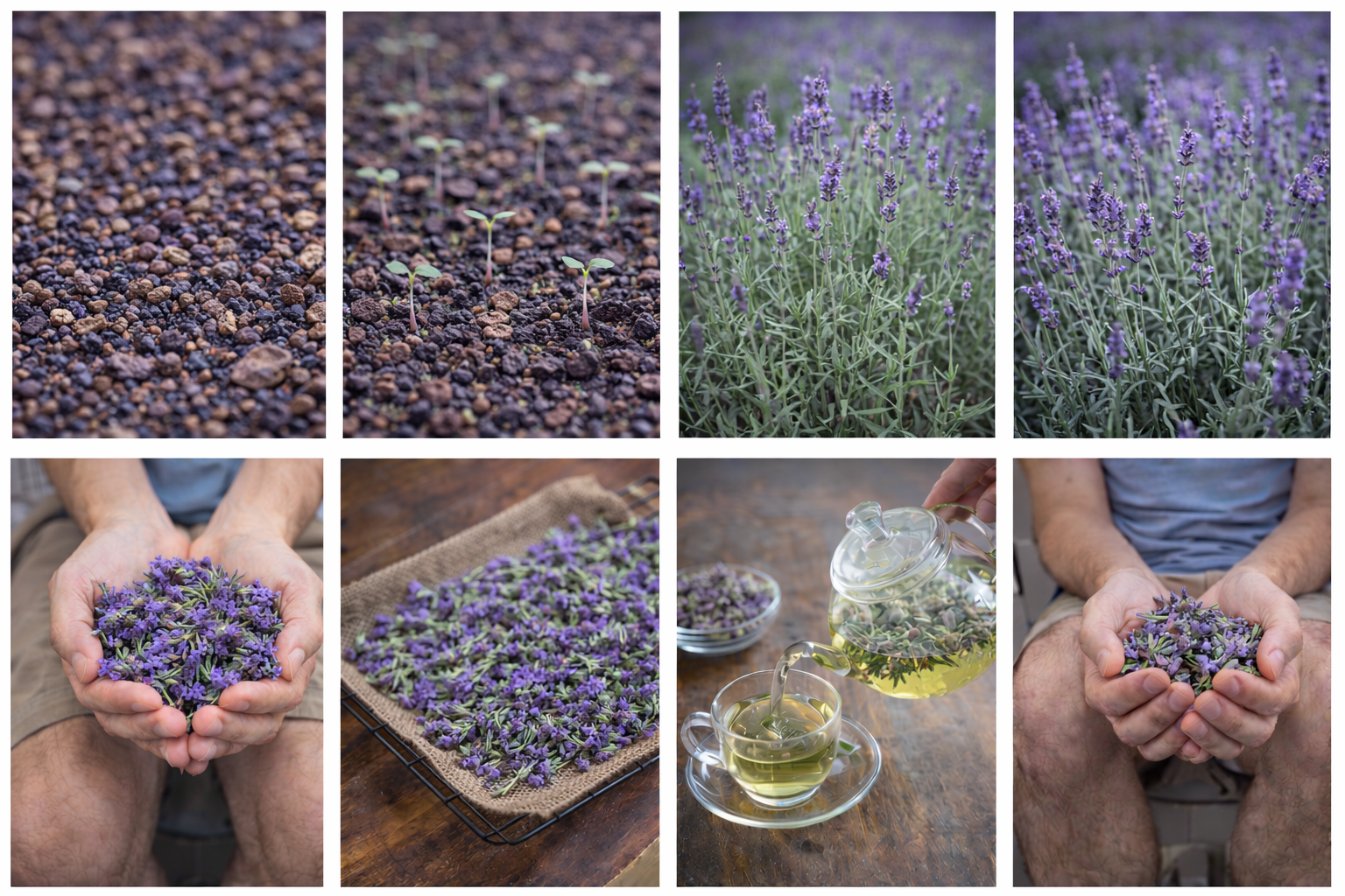 How to Grow Lavender
