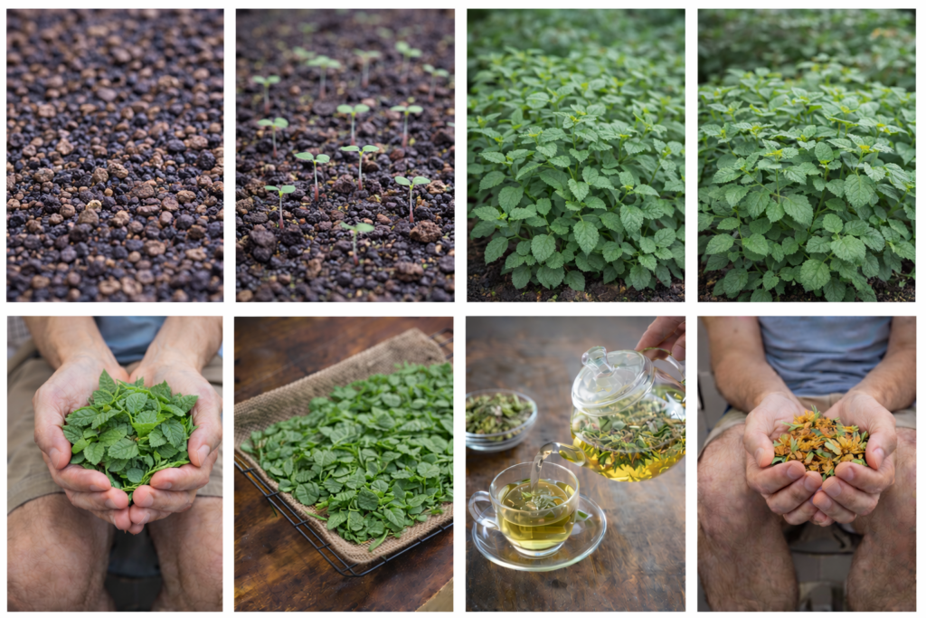 How to Grow Lemon Balm