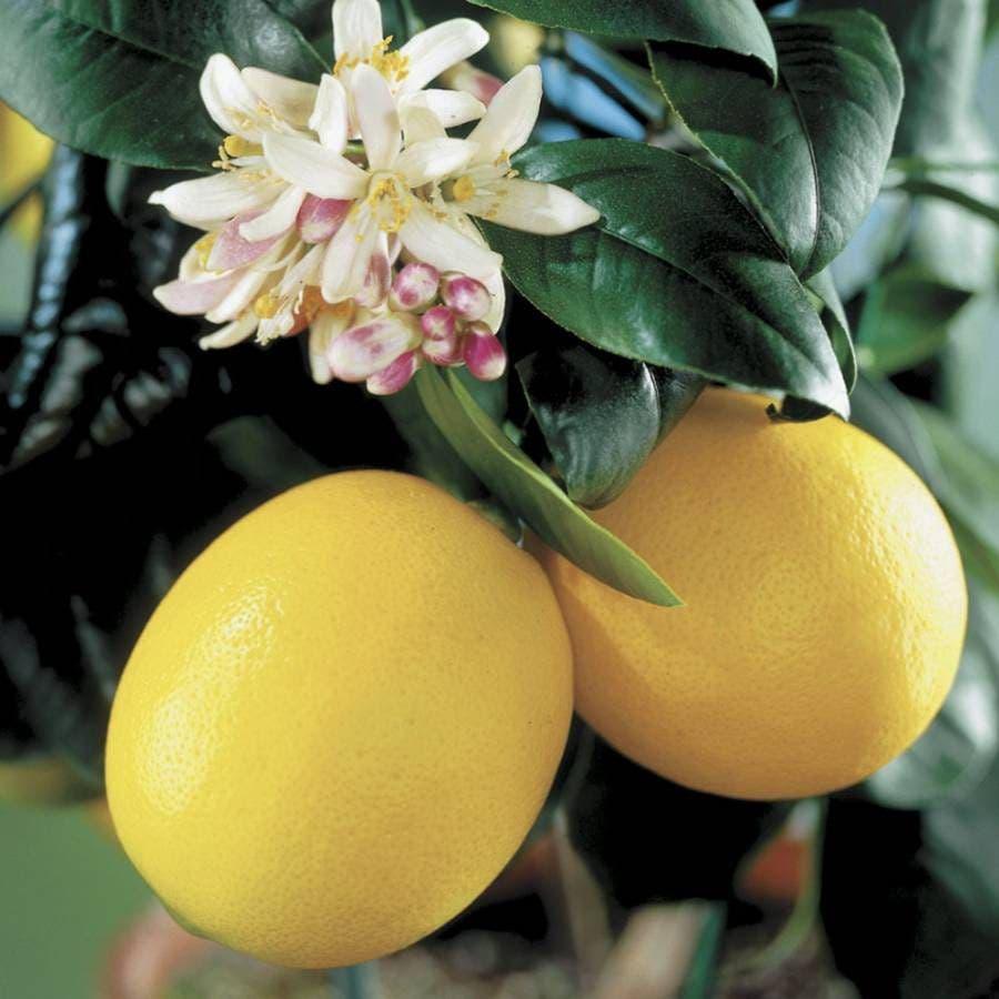 How to Grow Lemon Trees