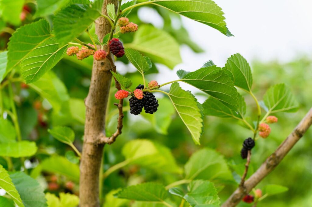 How to Grow Mulberry Trees