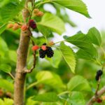 How to Grow Mulberry Trees