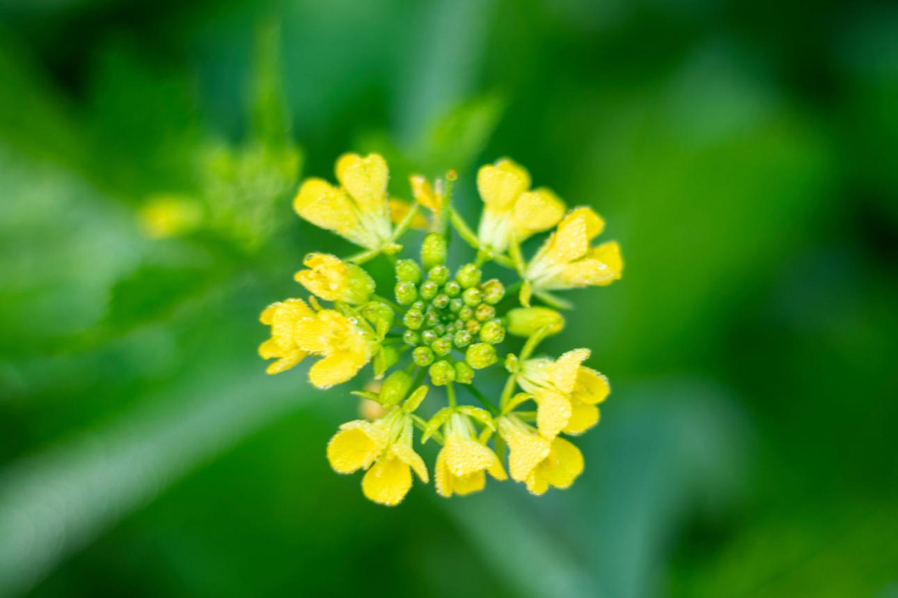 How to Grow Mustard Greens & Mustard Seed