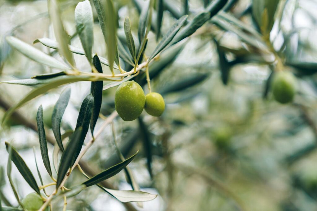 How to Grow Olive Trees