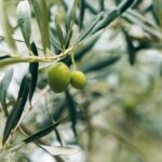 How to Grow Olive Trees