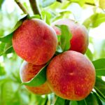 How to Grow Peach Trees