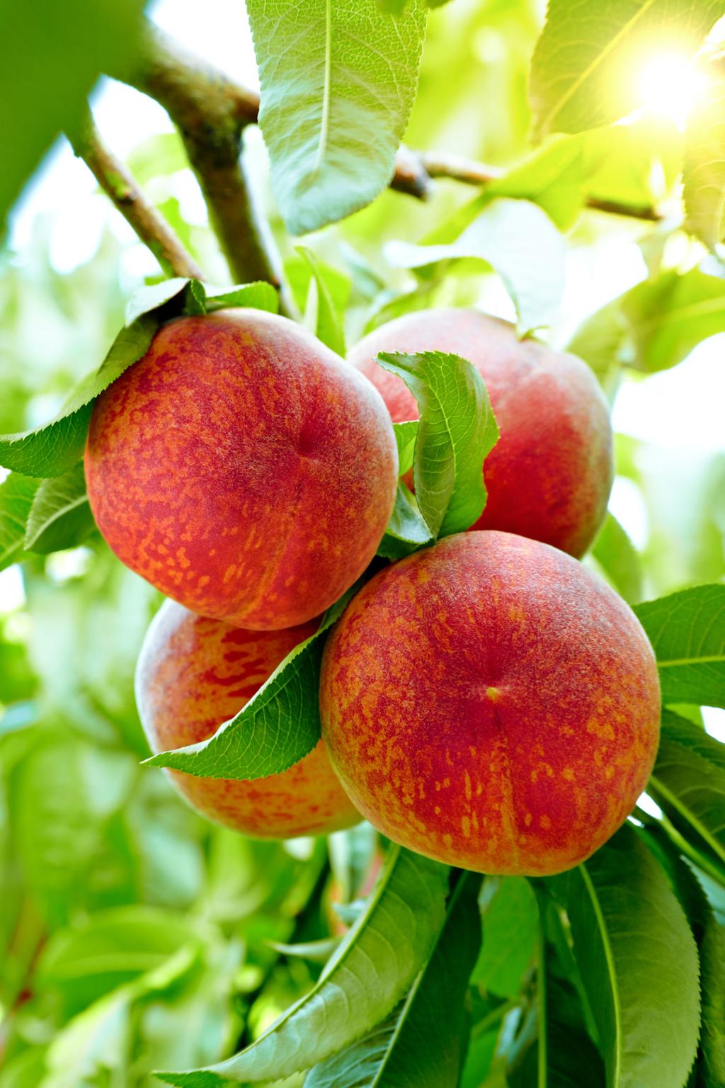 How to Grow Peach Trees