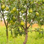 How to Grow Pear Trees