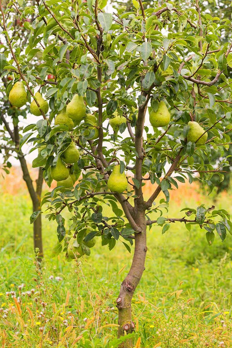 How to Grow Pear Trees