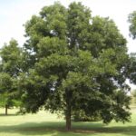 How to Grow Pecan Trees