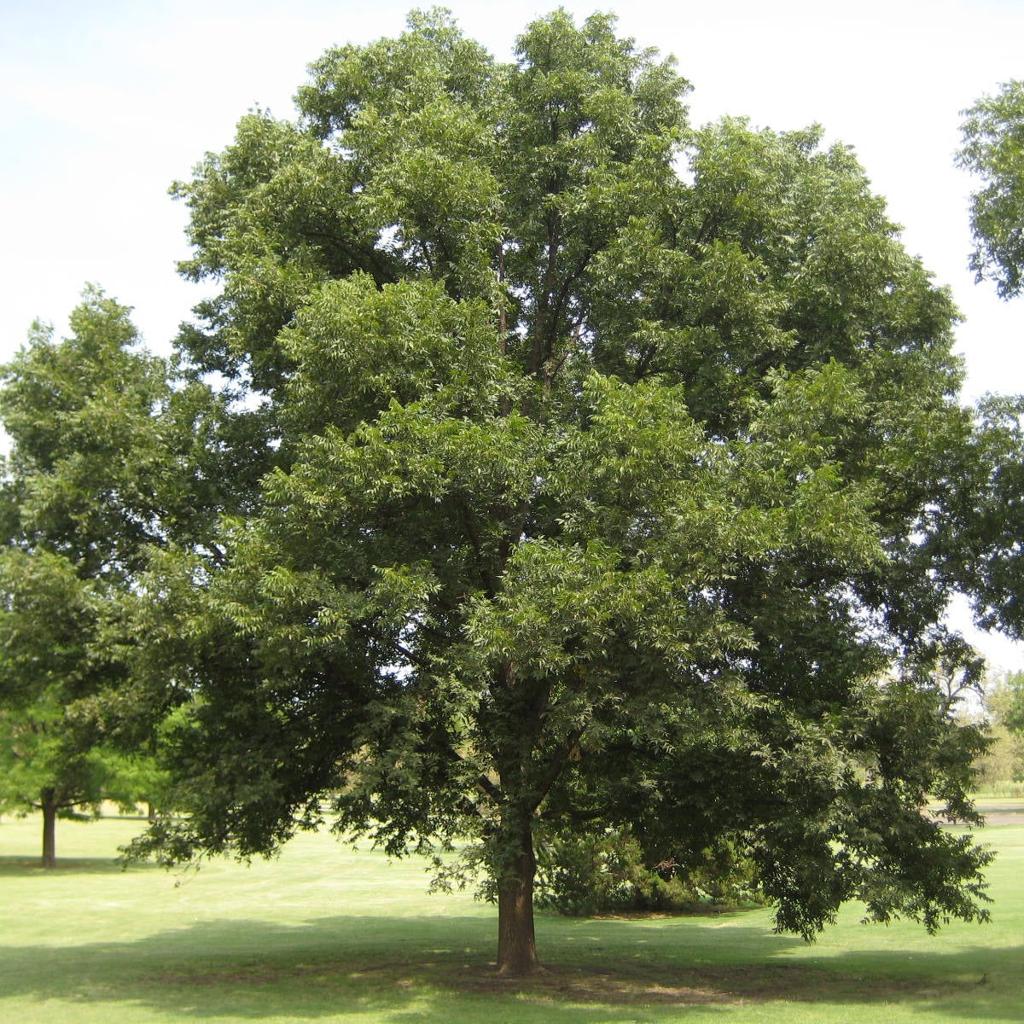 How to Grow Pecan Trees