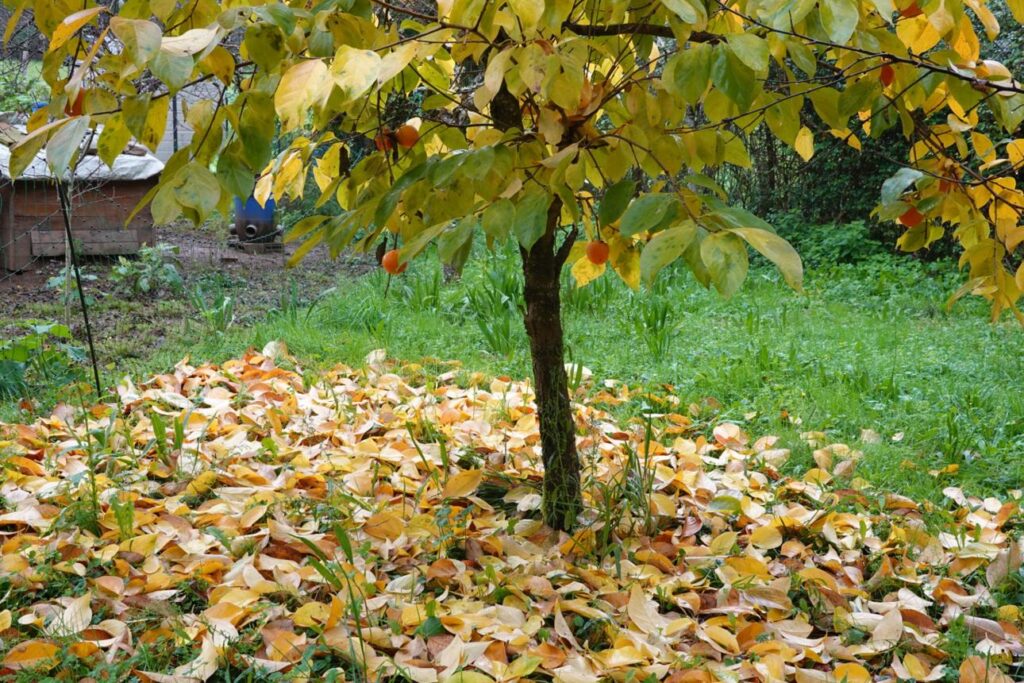 Persimmon Trees