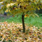 How to Grow Persimmon Trees