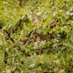 How to Grow Plum Trees