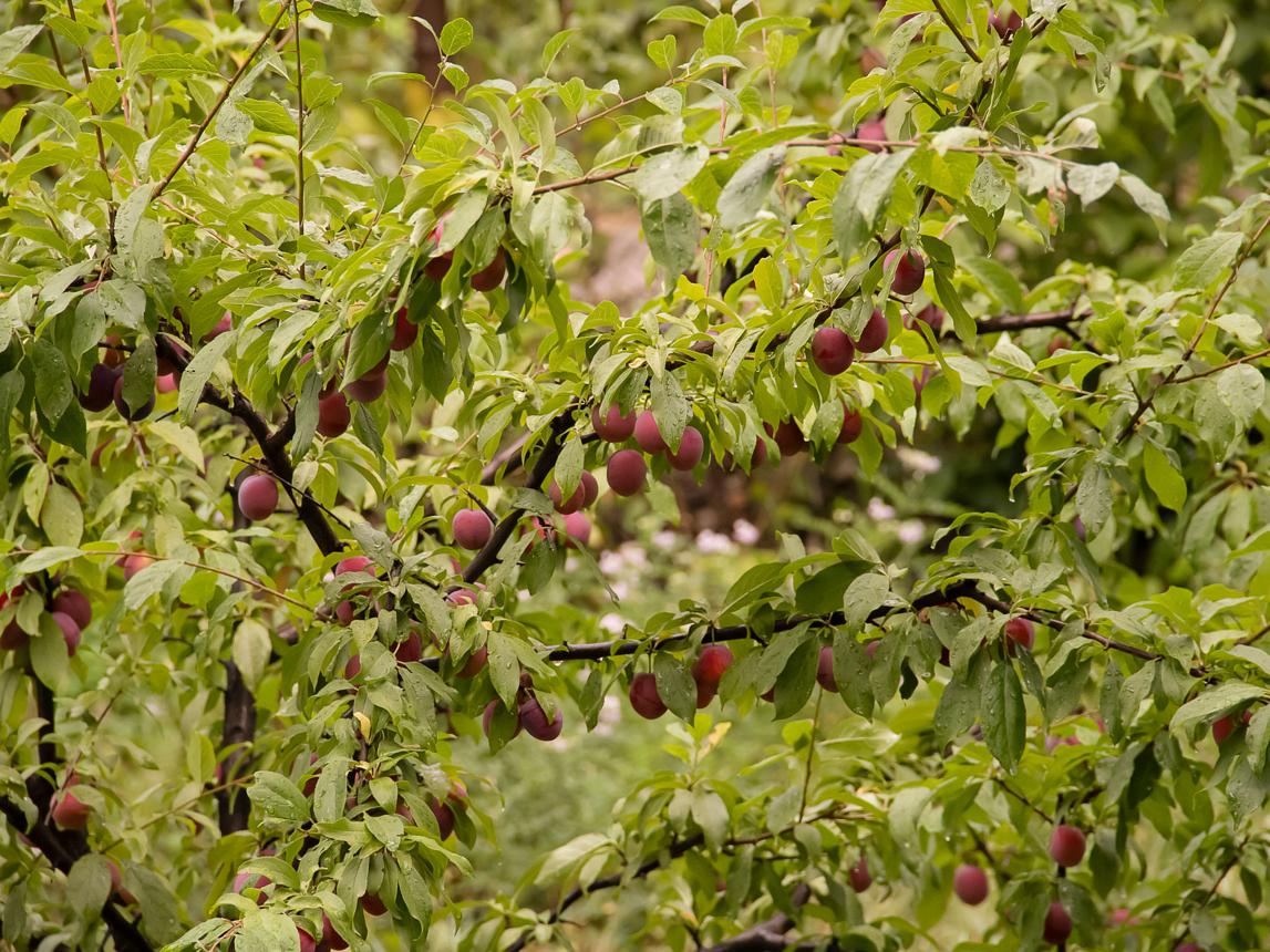 How to Grow Plum Trees
