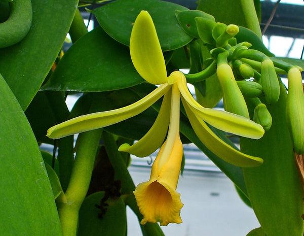 How to Grow Vanilla