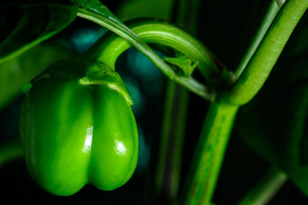 Paprika Peppers