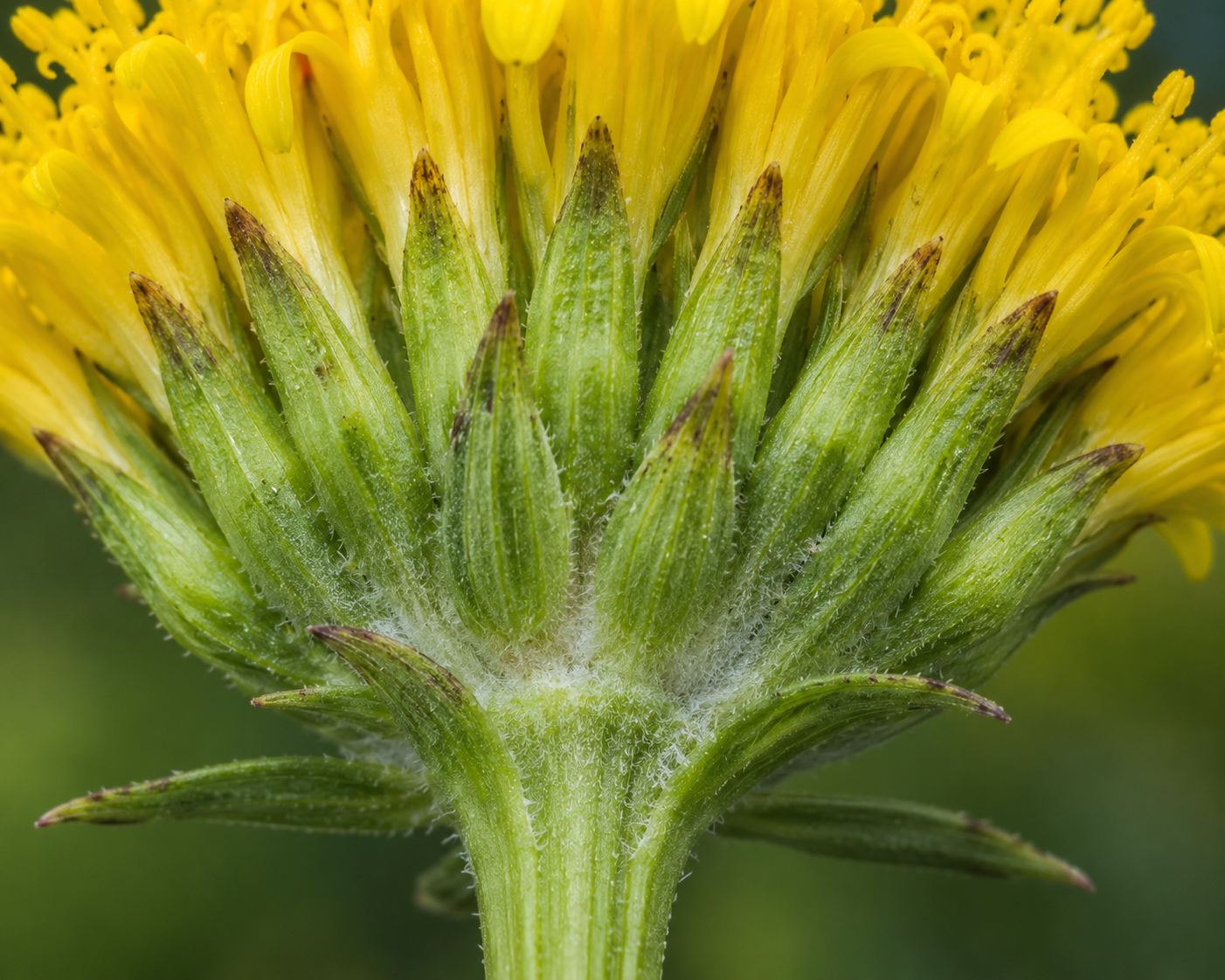 Goldenrod Flower Base (Bracts)