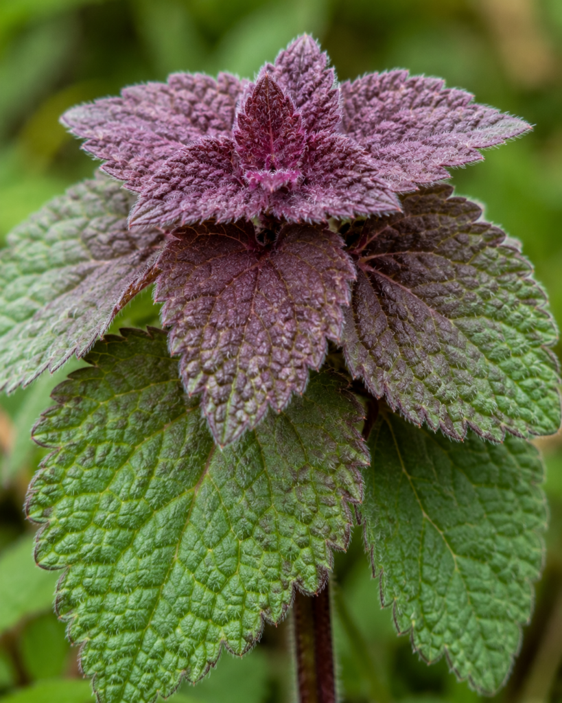 Purple Deadnettle Mature Leaves