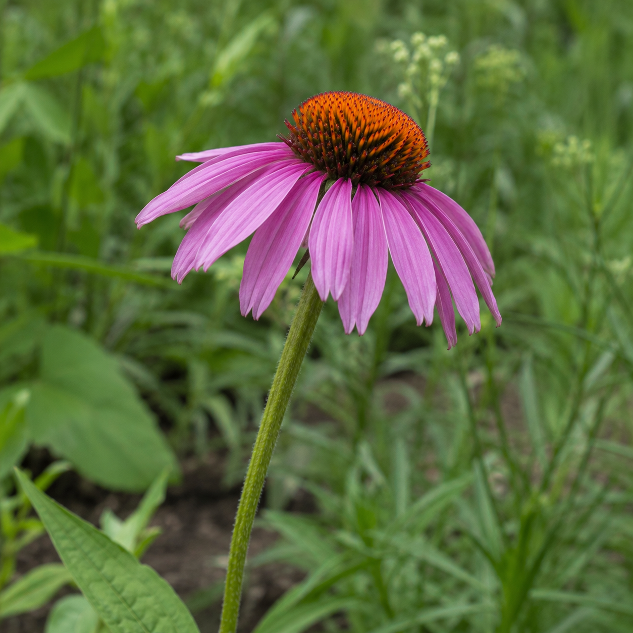 Echinacea Flower Side View