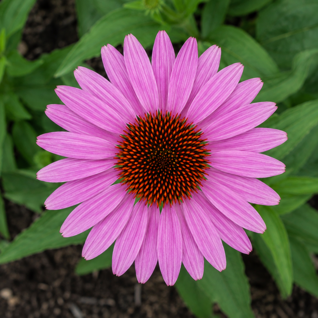 Echinacea Flower Top View